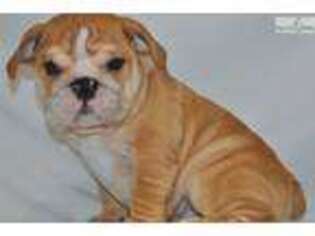 Bulldog Puppy for sale in Fort Worth, TX, USA