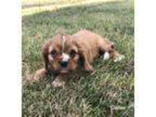 Cavalier King Charles Spaniel Puppy for sale in Rocky Comfort, MO, USA