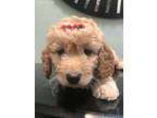 Goldendoodle Puppy for sale in Jupiter, FL, USA