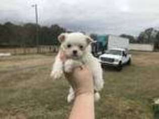 Maltese Puppy for sale in Plant City, FL, USA