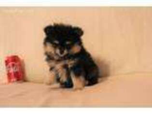 Pomeranian Puppy for sale in Thornton, TX, USA