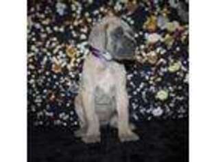 Great Dane Puppy for sale in Gastonia, NC, USA