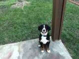 Bernese Mountain Dog Puppy for sale in Temecula, CA, USA