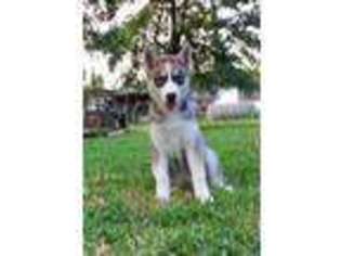 Siberian Husky Puppy for sale in Lowell, AR, USA