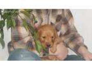 Golden Retriever Puppy for sale in Elma, IA, USA