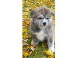Akita Puppy for sale in Sioux Falls, SD, USA