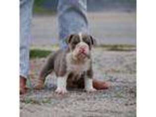 Bulldog Puppy for sale in Aurora, MO, USA