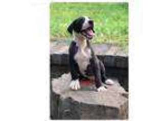 Great Dane Puppy for sale in Cameron, OK, USA
