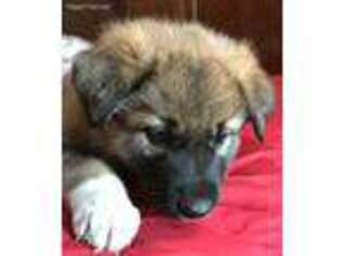 German Shepherd Dog Puppy for sale in Monte Vista, CO, USA