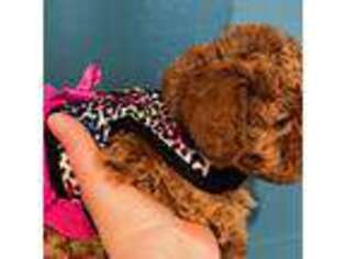 Mutt Puppy for sale in Fort Lee, NJ, USA