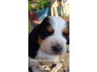 Basset Hound Puppy for sale in South Otselic, NY, USA