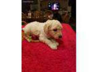 Goldendoodle Puppy for sale in Fort Lupton, CO, USA