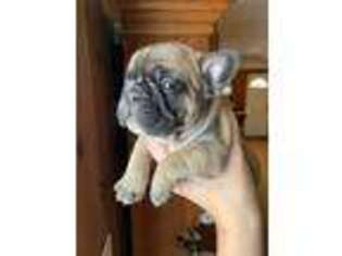 French Bulldog Puppy for sale in Lisbon, OH, USA