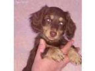 Dachshund Puppy for sale in Conroe, TX, USA