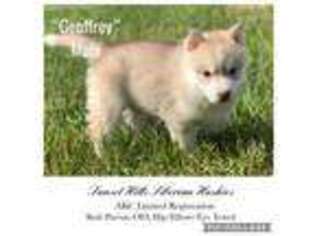 Siberian Husky Puppy for sale in Cadillac, MI, USA