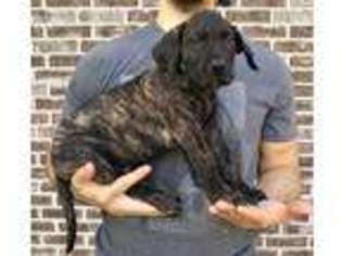 Mutt Puppy for sale in Winona, TX, USA