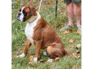Boxer Puppy for sale in Billings, MO, USA