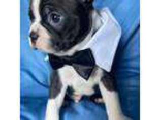 Boston Terrier Puppy for sale in Glade Valley, NC, USA