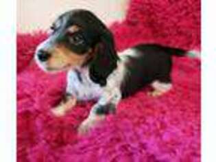 Dachshund Puppy for sale in Central, SC, USA