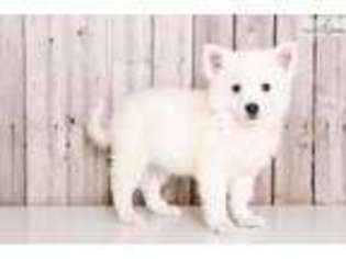 American Eskimo Dog Puppy for sale in Columbus, OH, USA