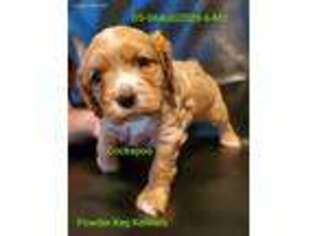 Cock-A-Poo Puppy for sale in Raymondville, MO, USA