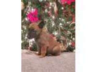 Belgian Malinois Puppy for sale in Lebanon, OH, USA