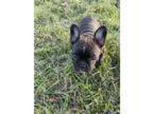 French Bulldog Puppy for sale in Dunnellon, FL, USA