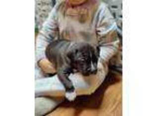Mutt Puppy for sale in Drexel, MO, USA