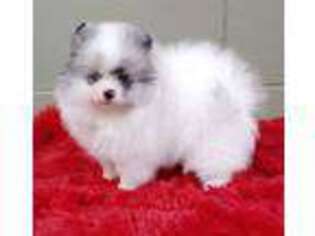 Pomeranian Puppy for sale in San Luis Obispo, CA, USA