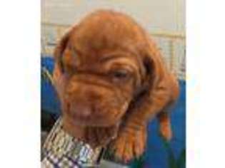Vizsla Puppy for sale in Carriere, MS, USA