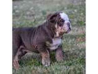 Olde English Bulldogge Puppy for sale in Columbus, OH, USA