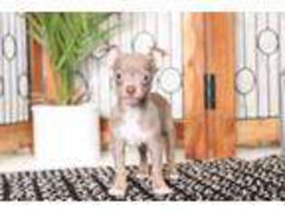 Chihuahua Puppy for sale in Naples, FL, USA
