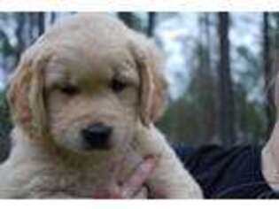 Golden Retriever Puppy for sale in Broadway, NC, USA