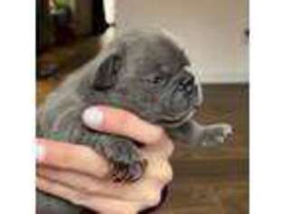 French Bulldog Puppy for sale in Alpharetta, GA, USA