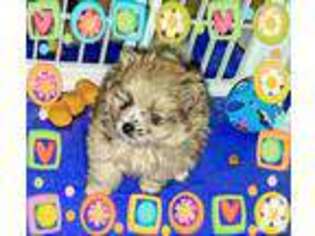 Pomeranian Puppy for sale in FRESNO, CA, USA