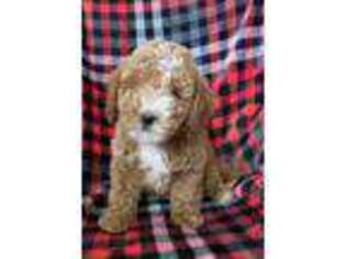 Goldendoodle Puppy for sale in Schofield, WI, USA