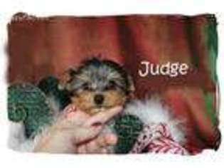 Yorkshire Terrier Puppy for sale in Vacaville, CA, USA