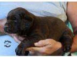 Labrador Retriever Puppy for sale in Danville, IL, USA