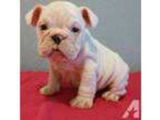 Bulldog Puppy for sale in POMONA, CA, USA