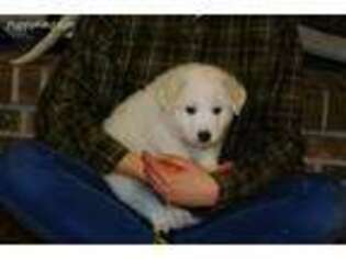 Great Pyrenees Puppy for sale in Warroad, MN, USA