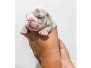 Bulldog Puppy for sale in Lakewood, NY, USA