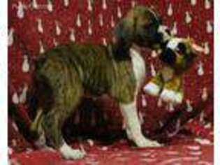 Boxer Puppy for sale in Wadsworth, OH, USA