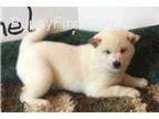 Shiba Inu Puppy for sale in Mount Pleasant, MI, USA