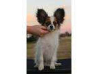 Papillon Puppy for sale in Moore, OK, USA