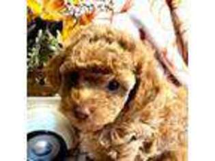 Labradoodle Puppy for sale in Midland, MI, USA