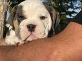 Bulldog Puppy for sale in Keenesburg, CO, USA