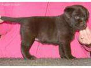 Labrador Retriever Puppy for sale in Wilsons, VA, USA