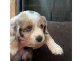 Australian Shepherd Puppy for sale in Conneaut, OH, USA