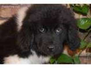 Newfoundland Puppy for sale in Tetonia, ID, USA