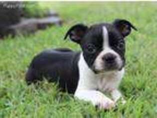 Boston Terrier Puppy for sale in Wentworth, MO, USA